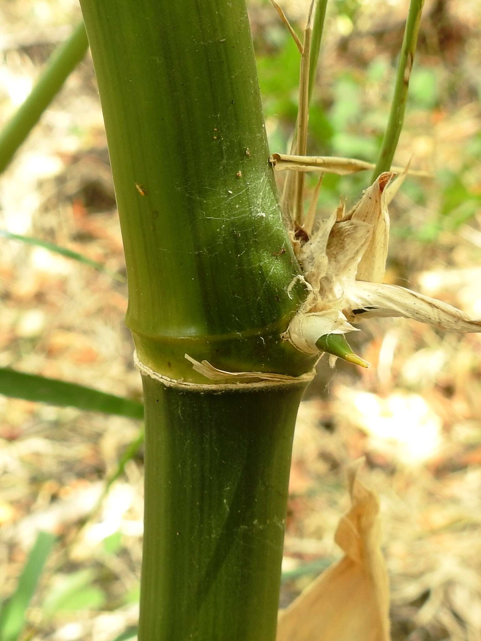 Image of American long-leaved bamboo