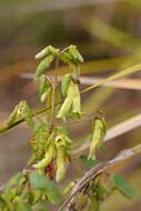 Image of Correa reflexa var. lobata Paul G. Wilson