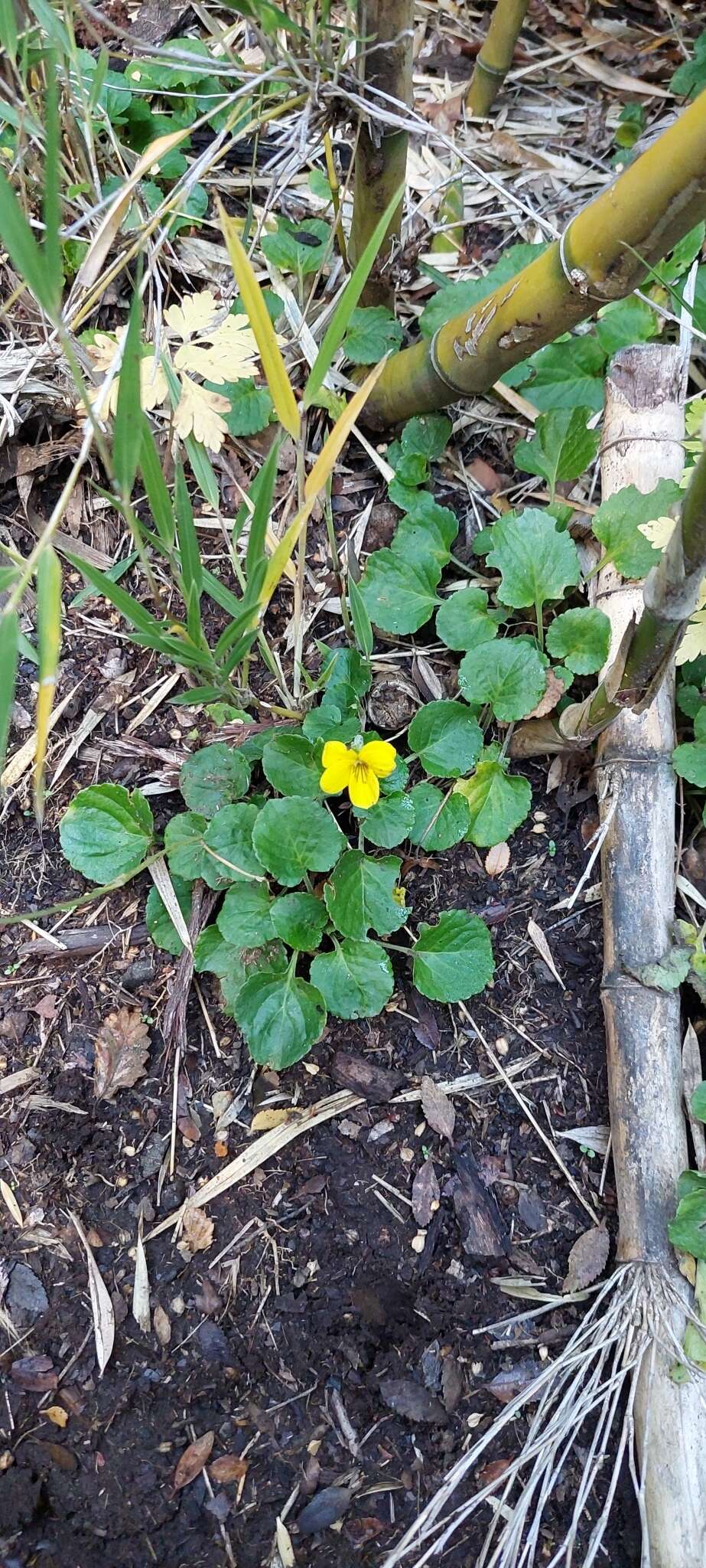 Image of Chilean yellow violet