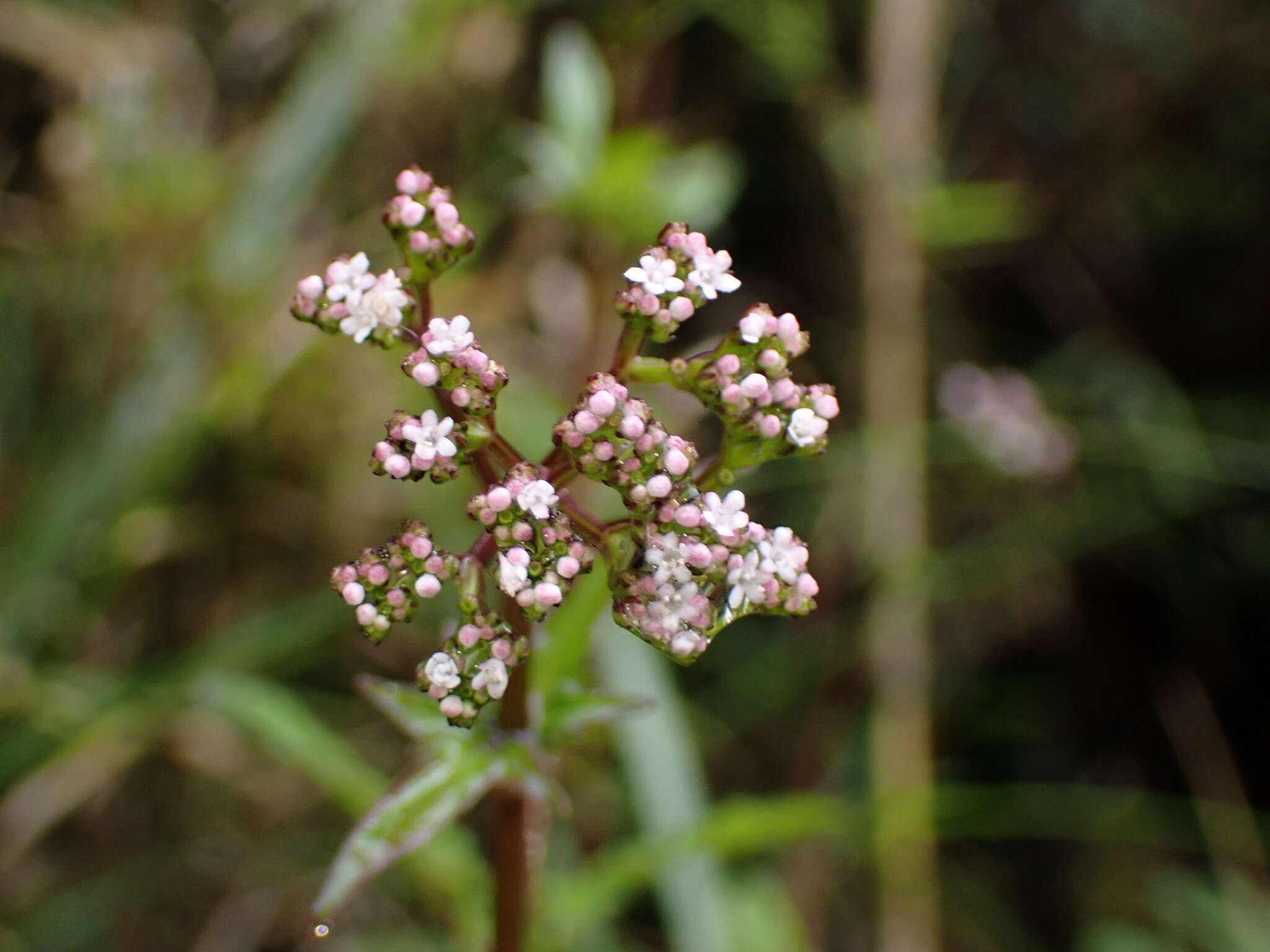 Image of Valeriana flaccidissima Maxim.