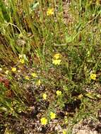 Image of bristly linanthus