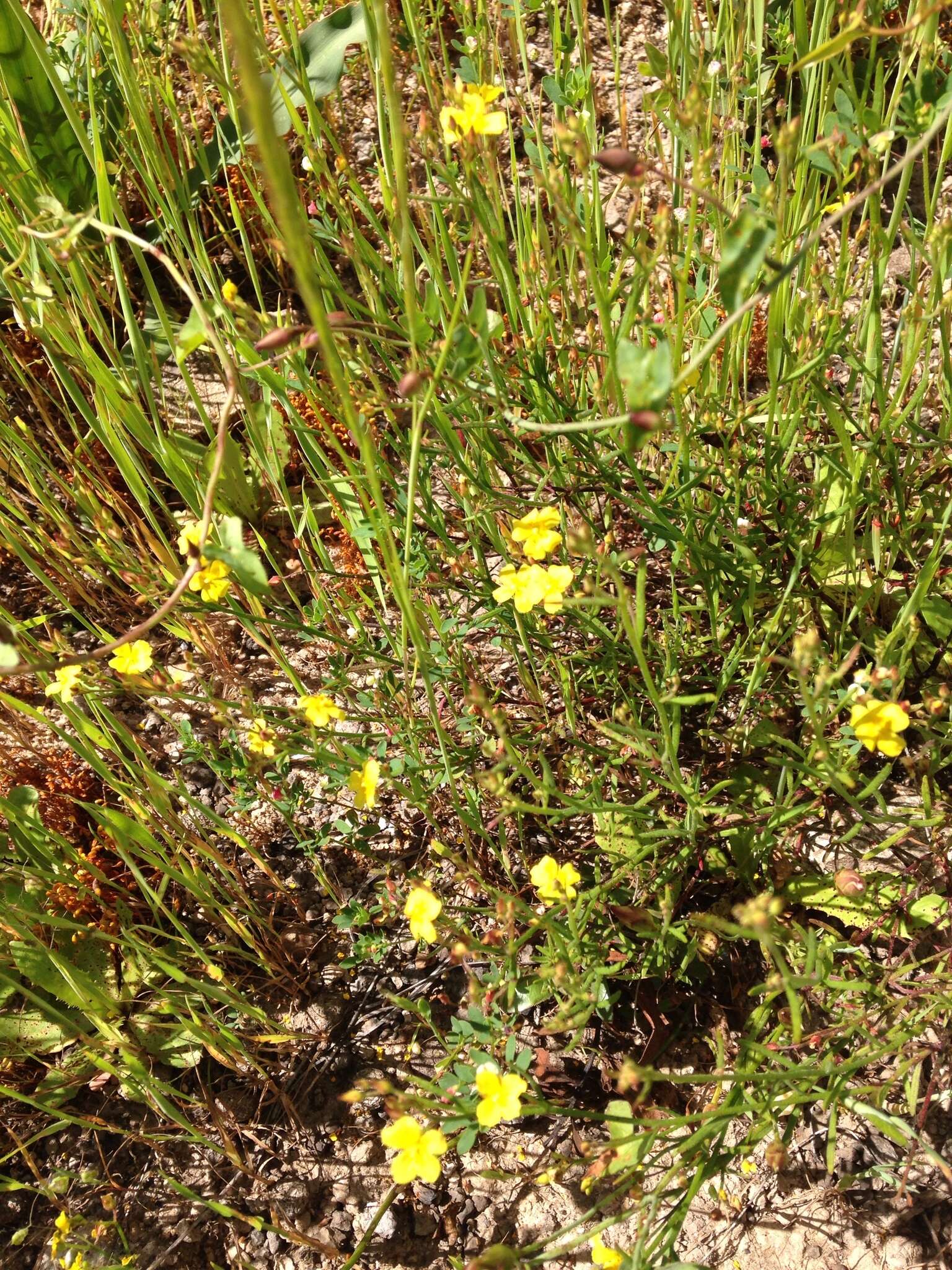 Image of bristly linanthus