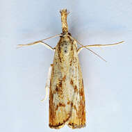 صورة Agriphila ruricolellus Zeller 1863