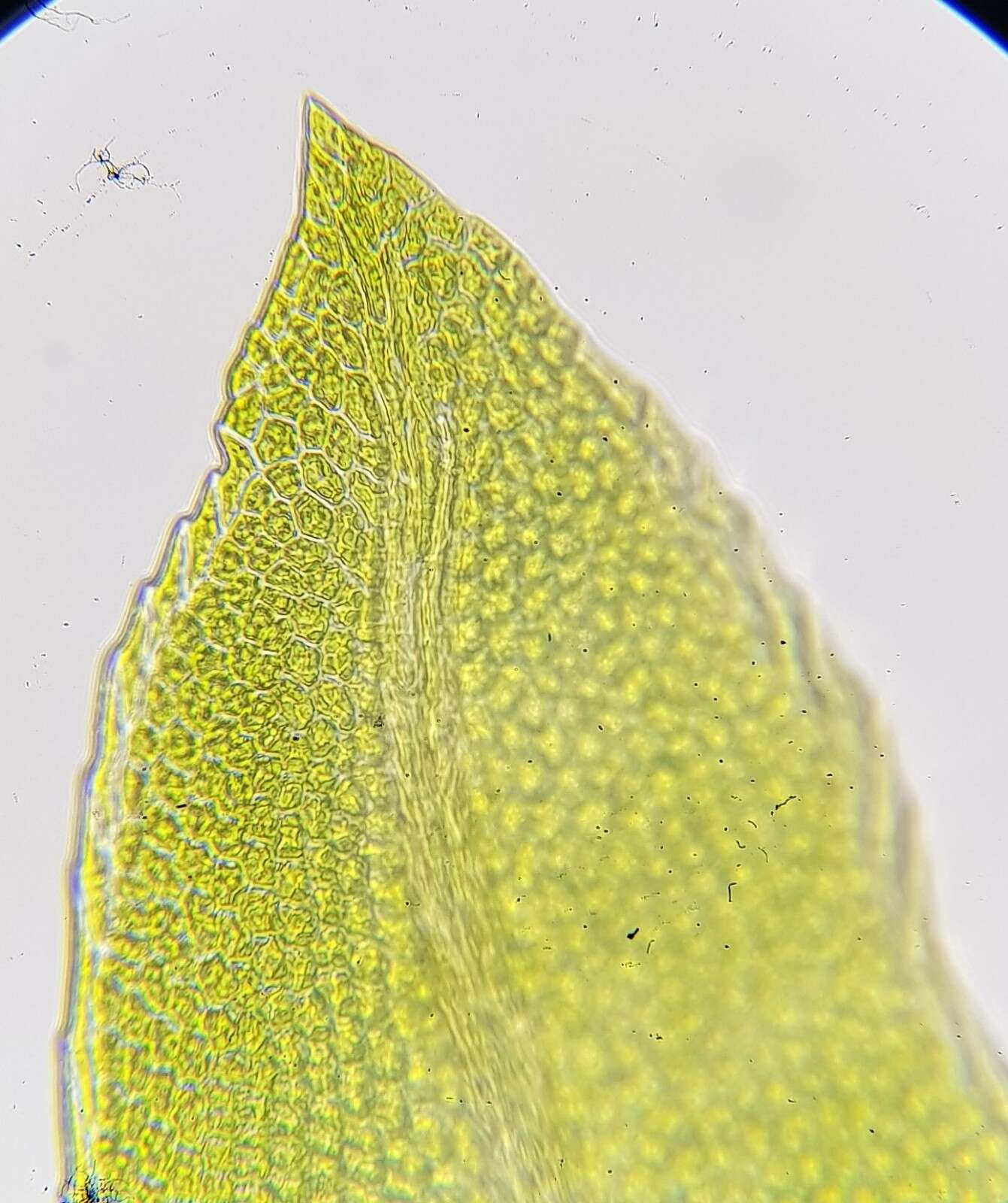 Image of fatfoot pocket-moss