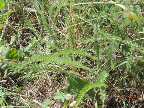 Sivun Achillea asiatica Serg. kuva