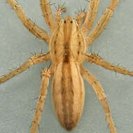 Image of Arachosia cubana (Banks 1909)