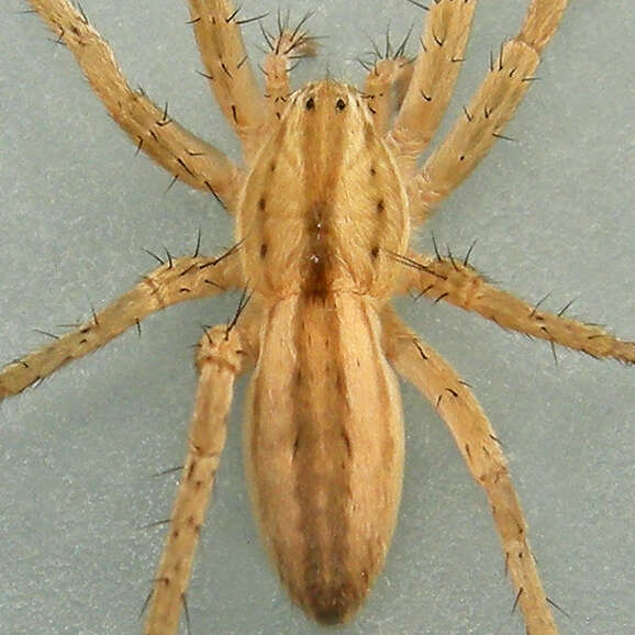 Image of Arachosia cubana (Banks 1909)