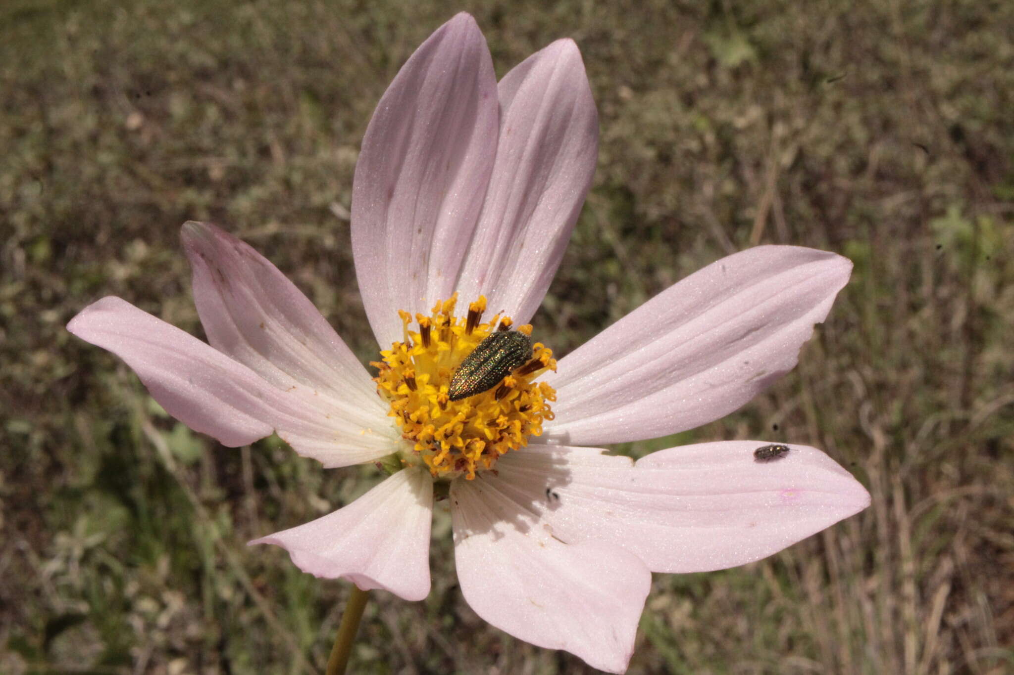 Image of Cosmos palmeri Robinson