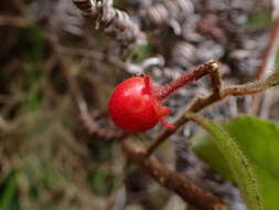 Image of Ardisia villosa Roxb.