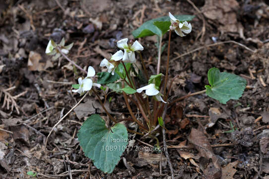 Image of Viola hancockii W. Becker