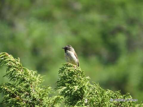 Image of Black-throated Accentor