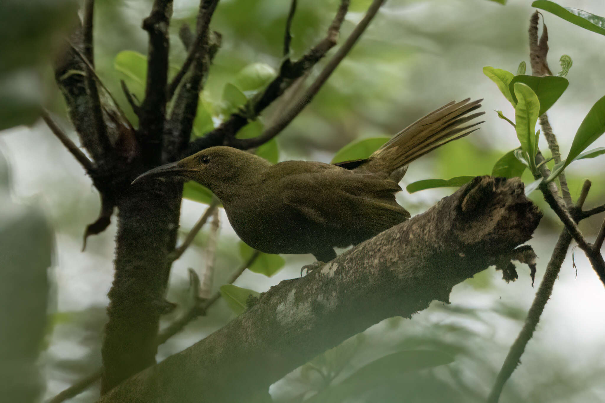 Image of Giant Honeyeater