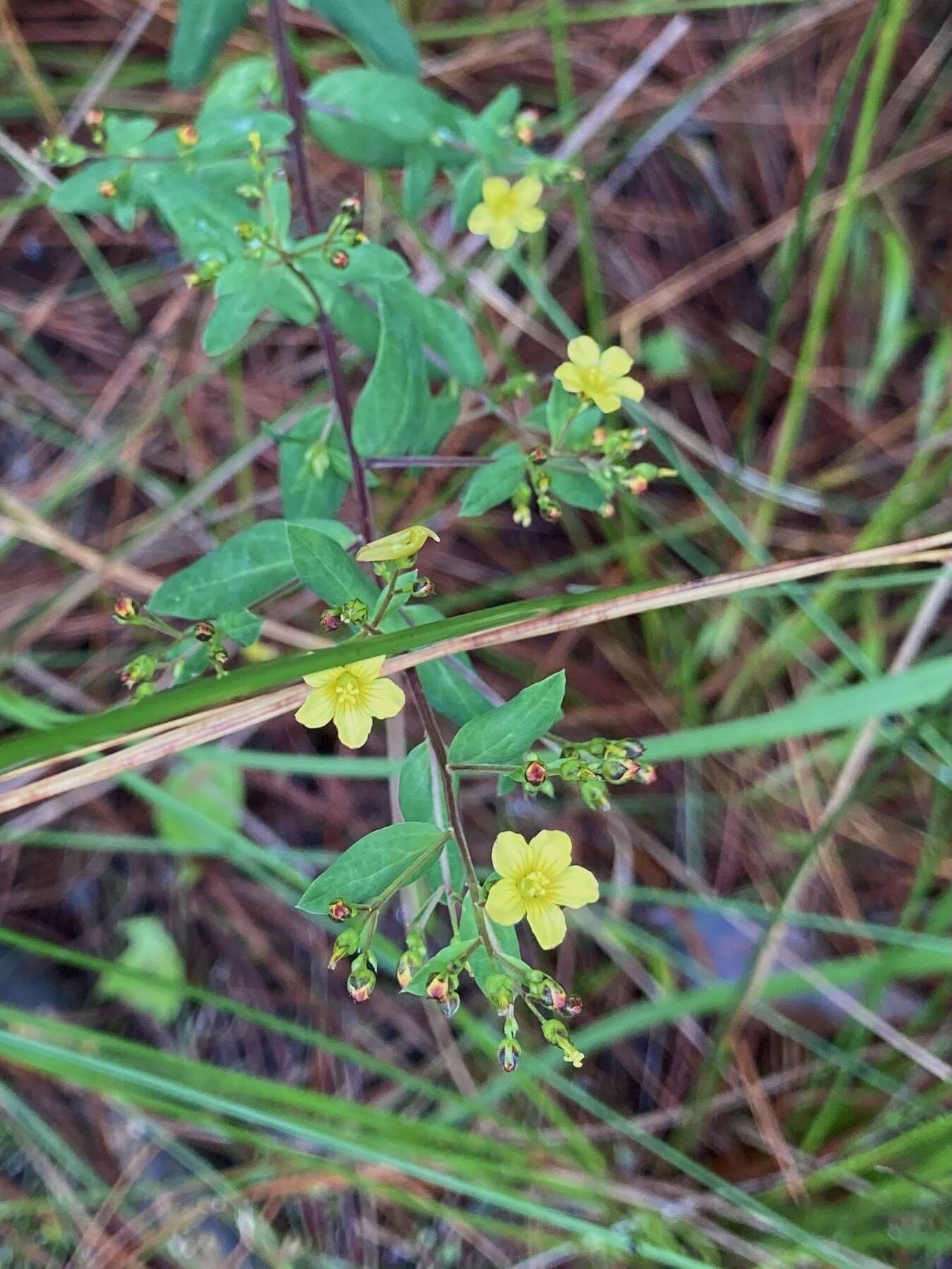 Imagem de Linum orizabae Planch.