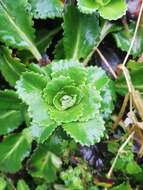 Image of Saxifraga urbium D. A. Webb