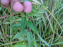 Image of glaucus willowherb