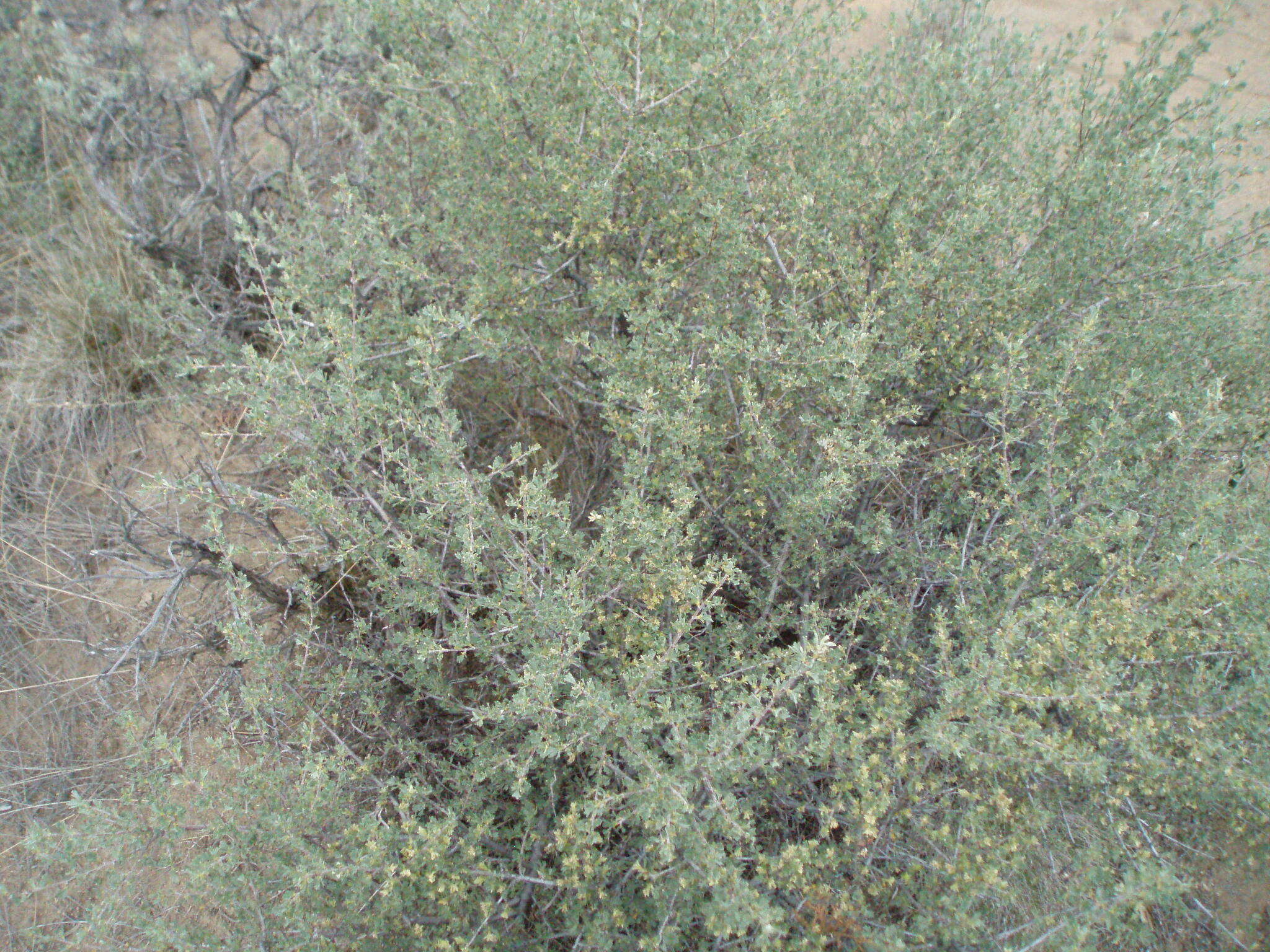 Image of antelope bitterbrush