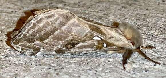 Image of Silver-spotted Ghost Moth