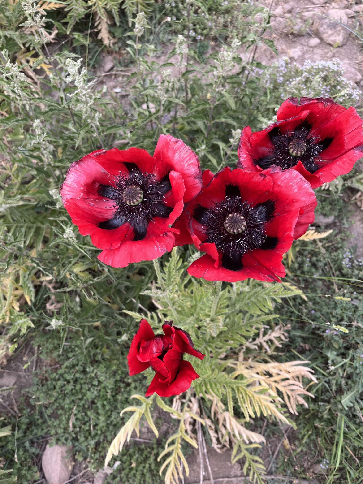 Image of Oriental poppy