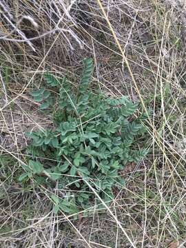 Image of browse milkvetch