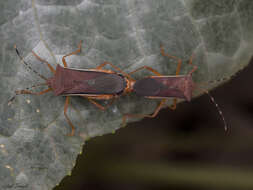 صورة Anasa varicornis (Westwood 1842)