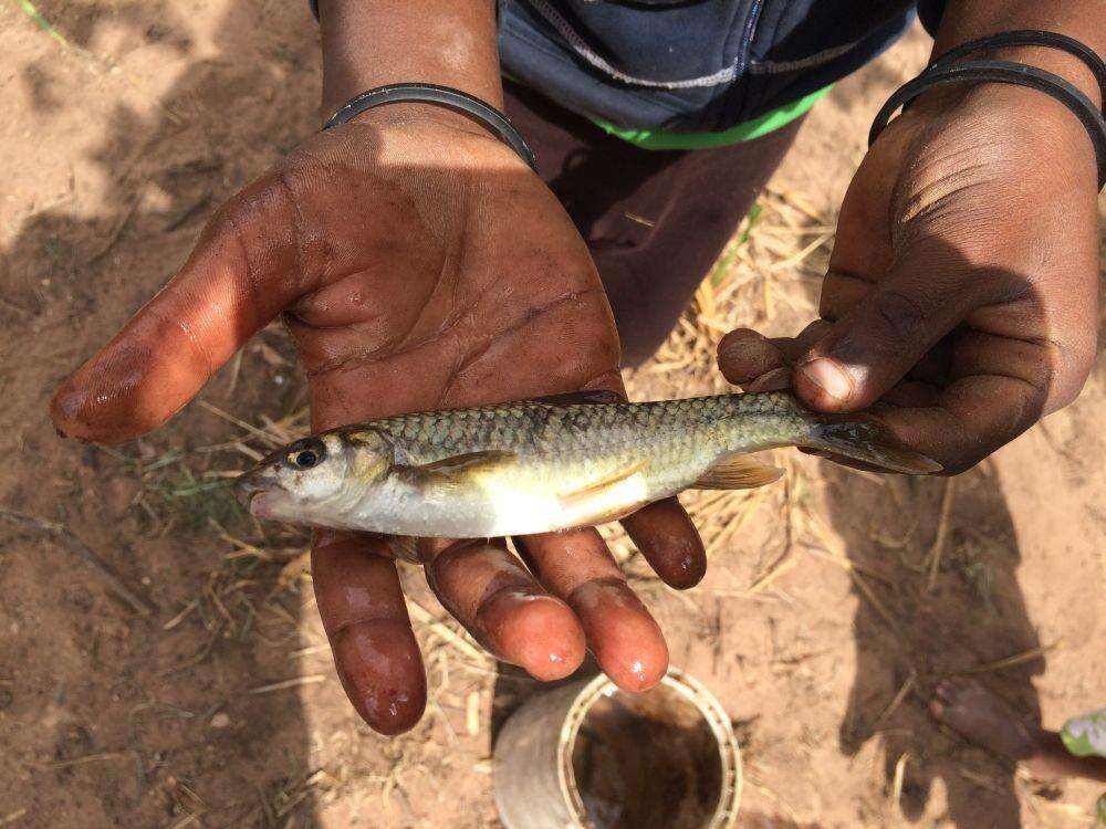 Image of Kwazulu-natal Yellowfish