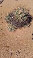 Image of Pima pineapple cactus