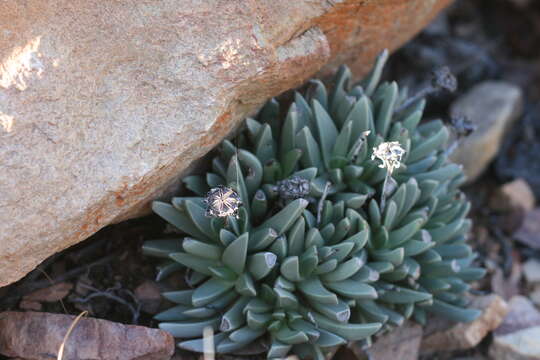 Imagem de Machairophyllum bijliae (N. E. Br.) L. Bol.