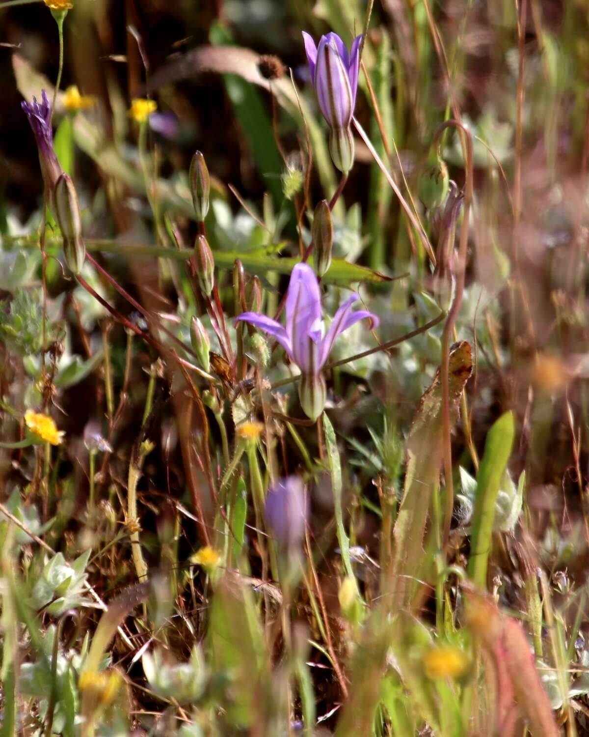 Sivun Brodiaea nana Hoover kuva