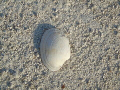 Image of Grooved carpet shell