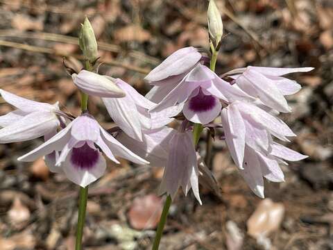 Image of Eulophia euantha Schltr.