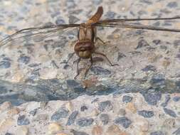 Image de Sympetrum gilvum (Selys 1884)