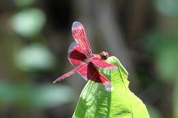 Image of Common Parasol