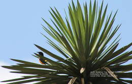 Image of Black-vented Oriole