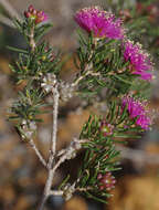 Image de Melaleuca parviceps Lindl.