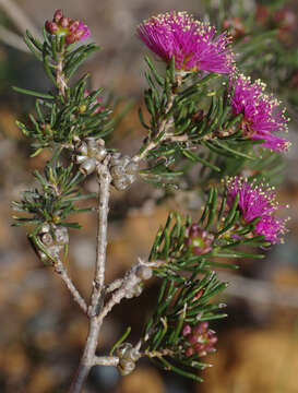 Image de Melaleuca parviceps Lindl.