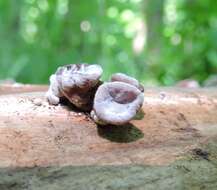 Image of Auricularia americana Parmasto & I. Parmasto ex Audet, Boulet & Sirard 2003