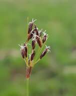 Image of Bulbostylis burchellii (Ficalho & Hiern) C. B. Clarke