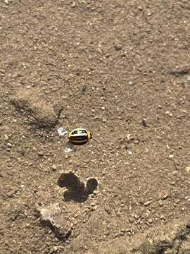 Image of Threestriped lady beetle