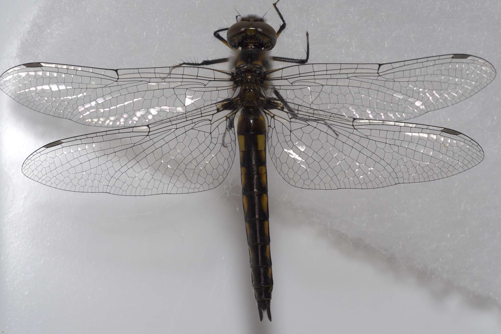 Image of Common Baskettail