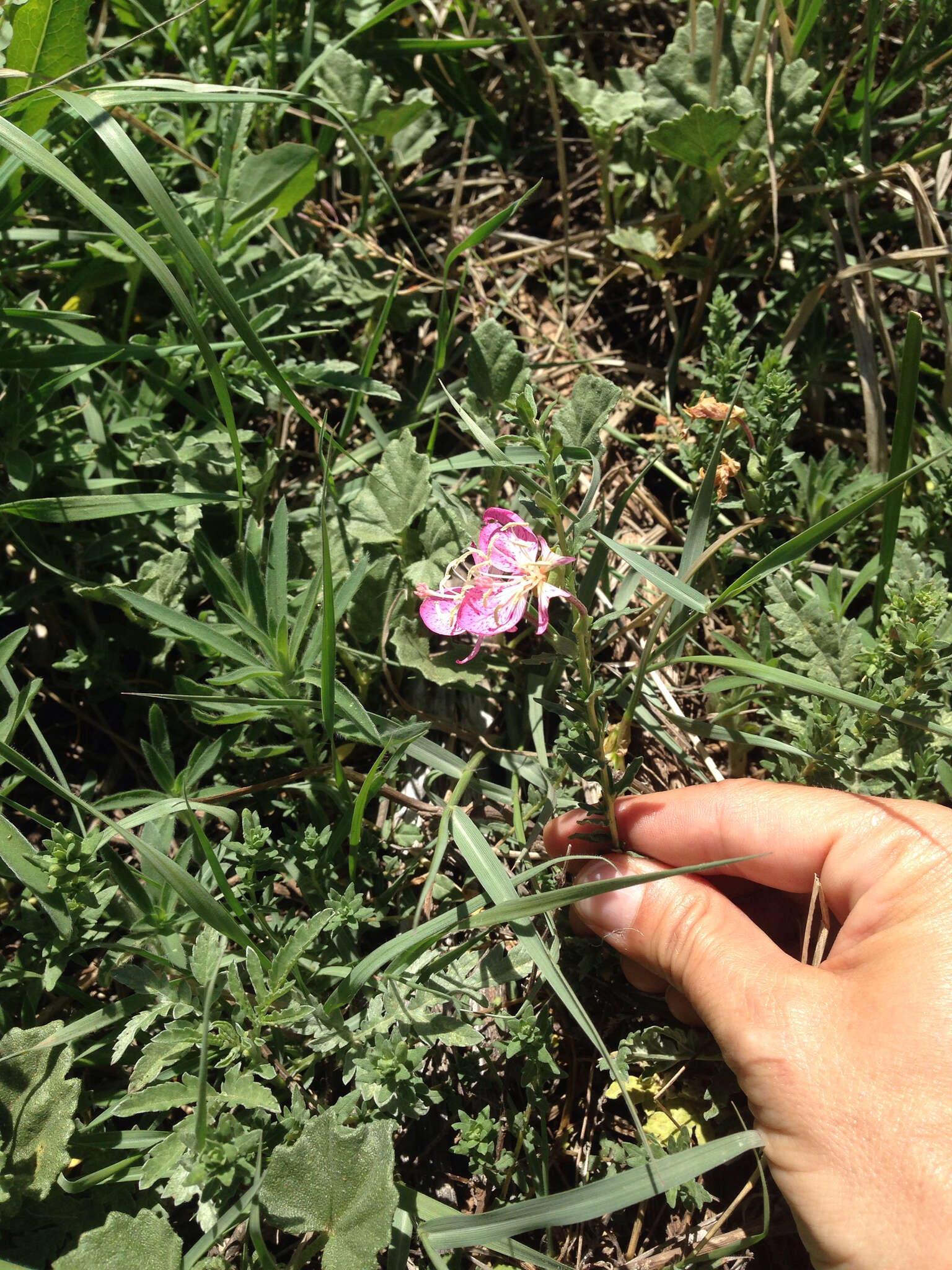 Plancia ëd Oenothera canescens Torr.