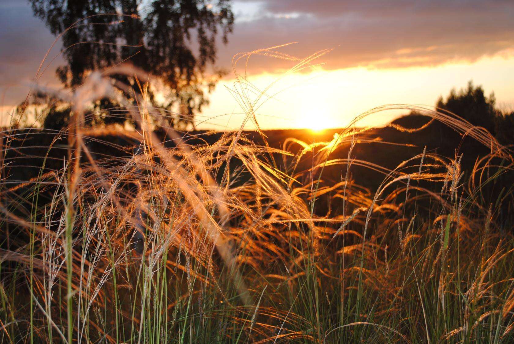 Image of Needle Grass