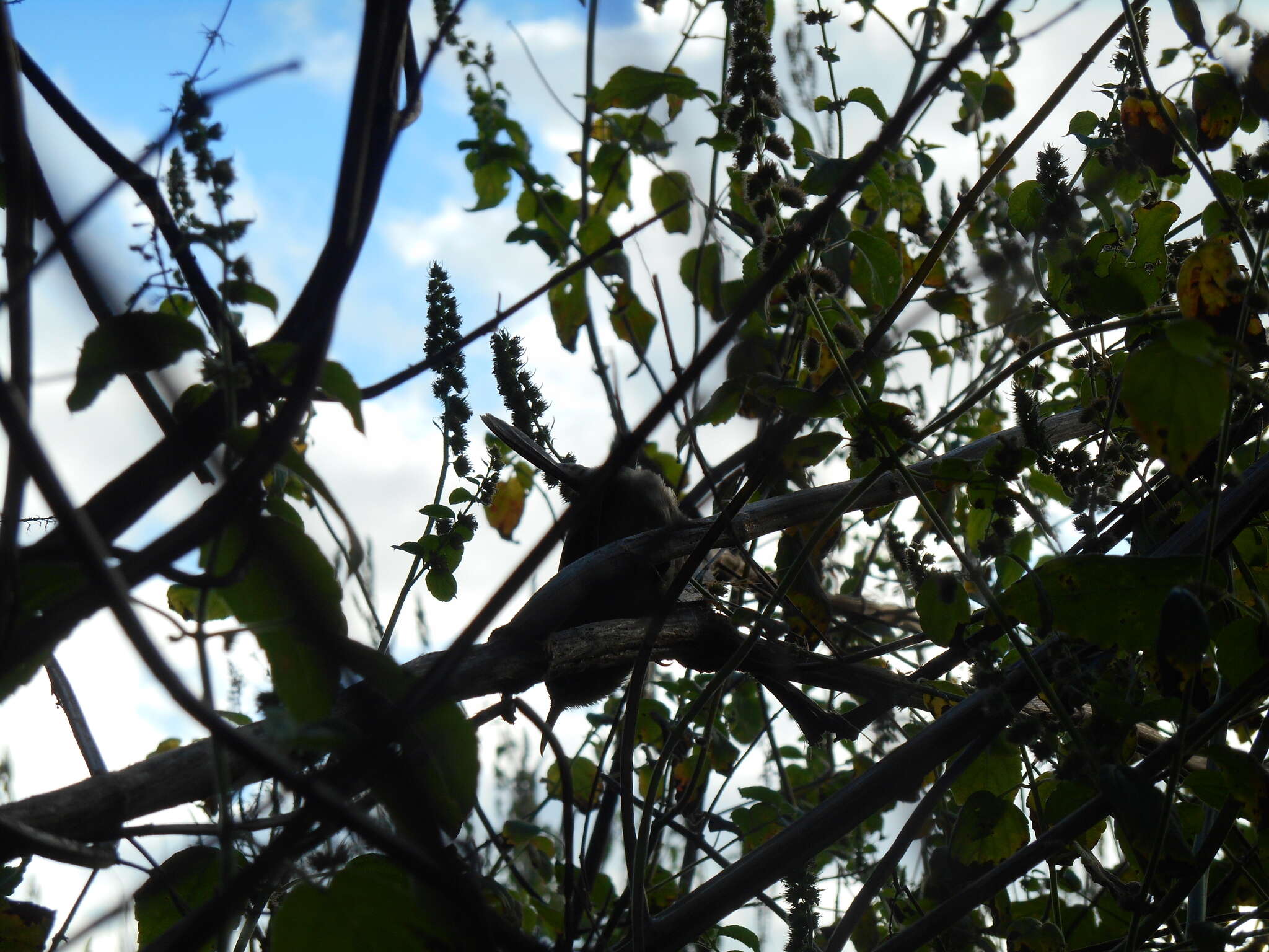 Image of Socorro Wren