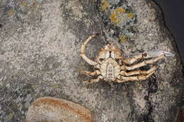 Image of Atlantic spider crab