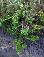 Image of Veronica elliptica G. Forster