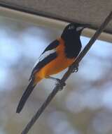 Icterus icterus (Linnaeus 1766) resmi