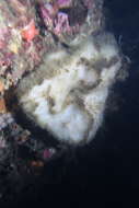 Image of thick white horny sponge