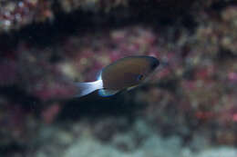 Слика од Pycnochromis hanui (Randall & Swerdloff 1973)