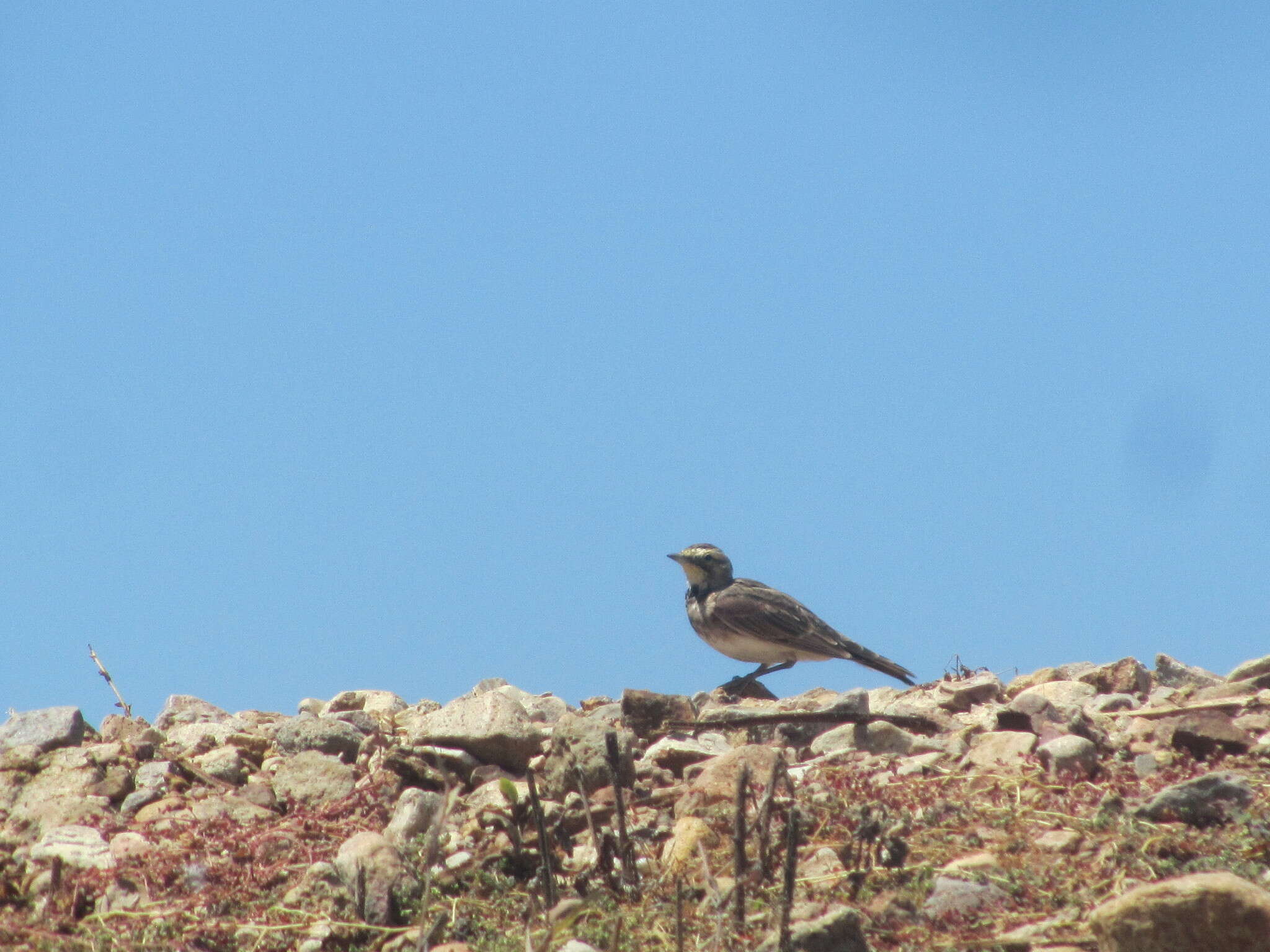 صورة Eremophila alpestris actia (Oberholser 1902)