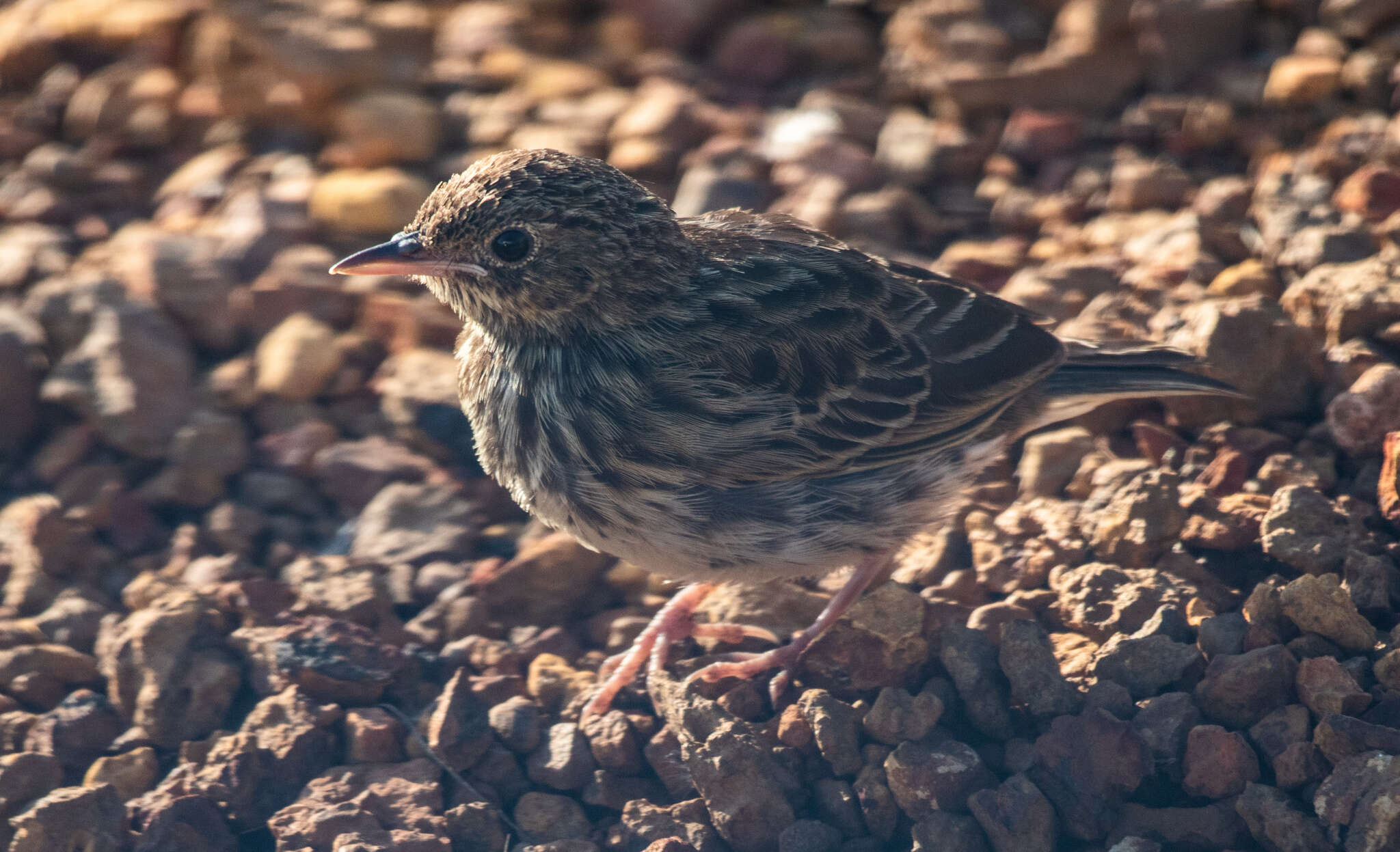 Image of Short-tailed Pipit