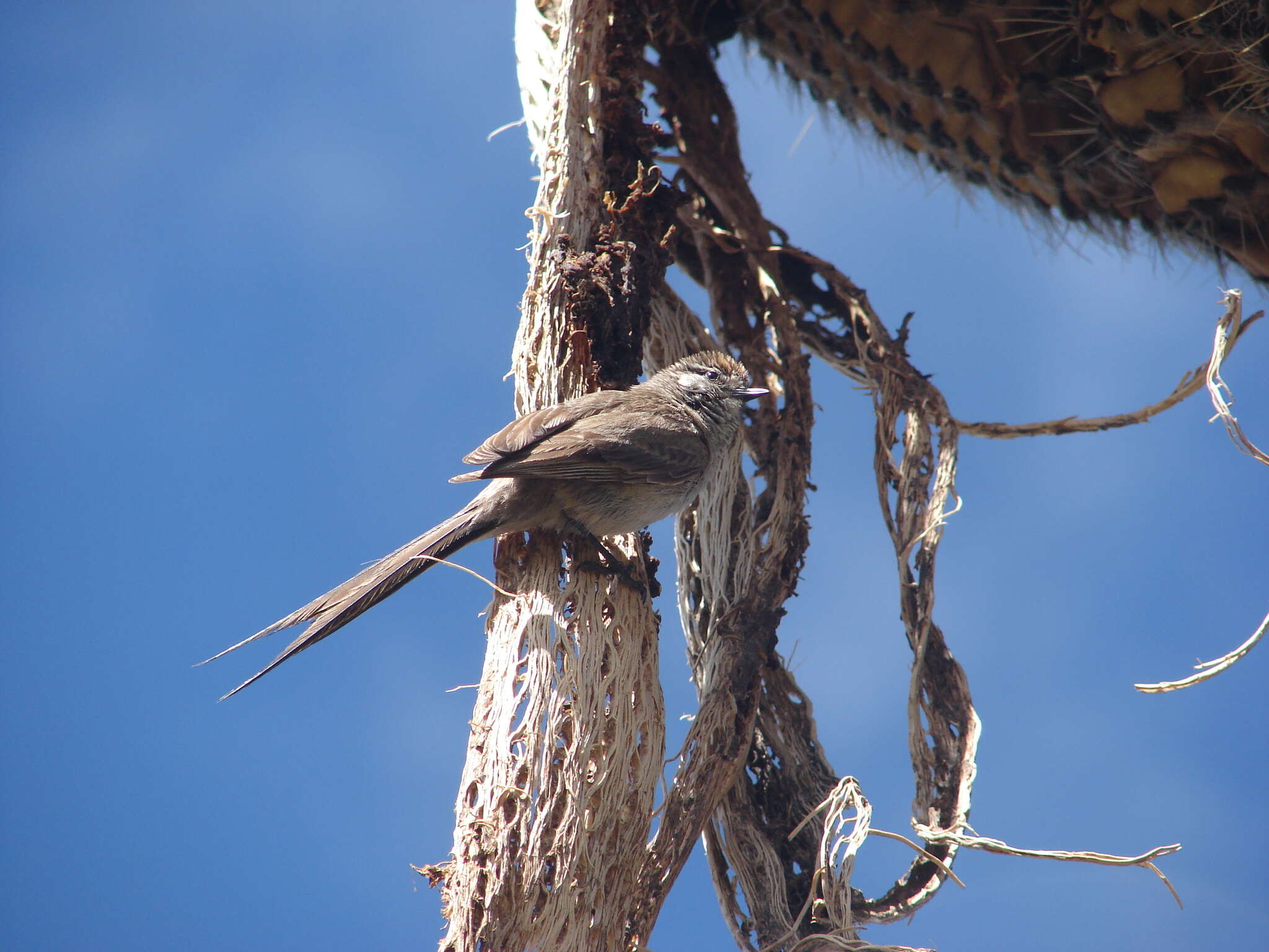 Image de Synallaxe mésange